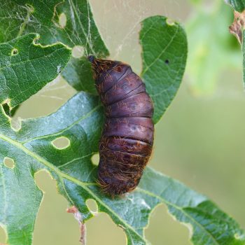 A gypsy moth cocoon against a severely damaged leaf.