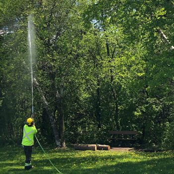 A worker sprays a long jet of pesticide into a tree