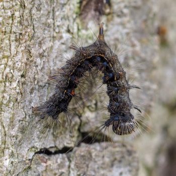 A EGM caterpillar hangs limp from a tree. 