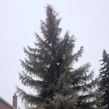 A spruce tree with a significant amount of brown needles. 