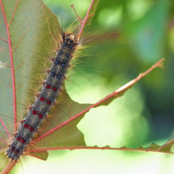 An older caterpillar showing characteristic spots, resting on a severely defoliated leaf