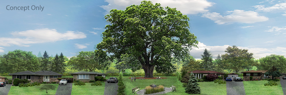 Conceptual rendering of the oak tree parkette.