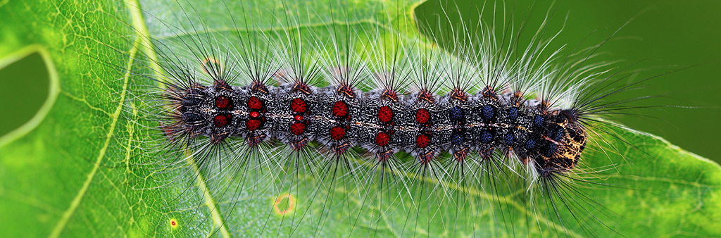 A gypsy moth caterpillar on a leaf. The characteristic spotting on its back can be seen prominently.