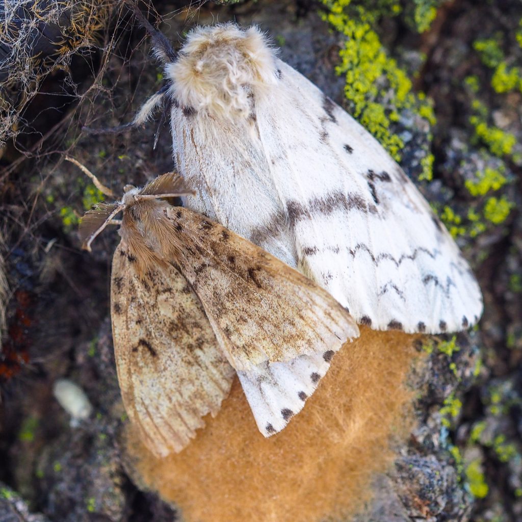 Spongy Moth (Lymantria Dispar Dispar) City of Toronto