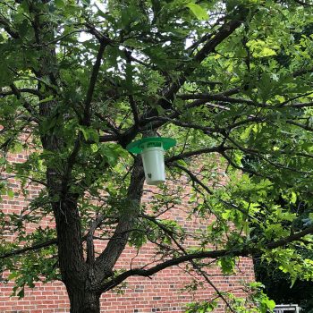 A pheromone trap hangs in a tree. It has a white base and a green lid. 