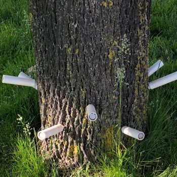 The base of a tree has a number of white cylinders sticking out of it