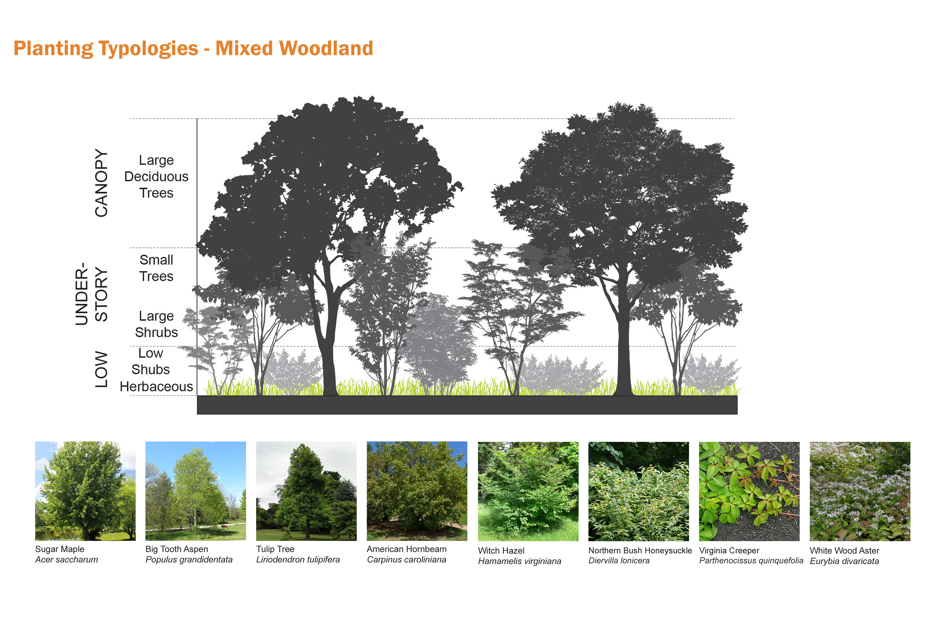 Planting typologies for the West Toronto Railpath Extension mixed woodland areas