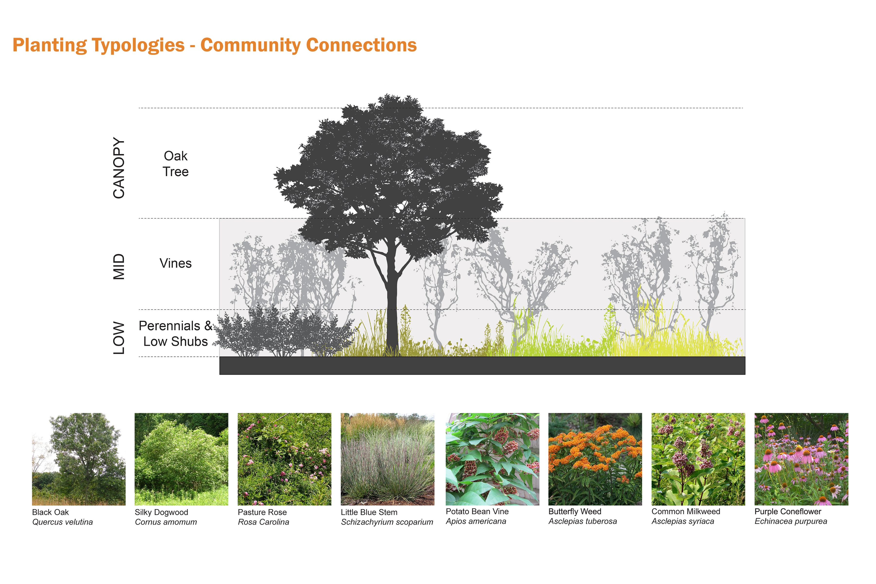 Examples of planting typologies for the West Toronto Railpath Extension Community Connections points