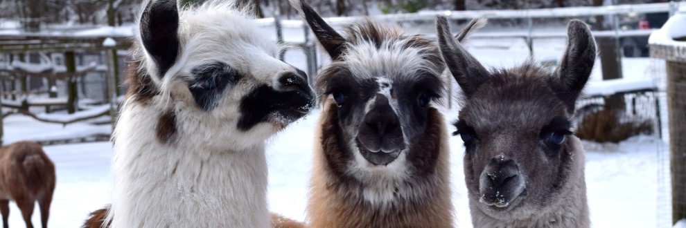 Three woolly adult llamas stare into the camera in this winter-time photograph in their outdoor enclosure at High Park Animal Display. Llamas stand about as tall as an adult human. They are social animals and communicate by hums and grunts, but also through a variety of ear, body and tail postures.