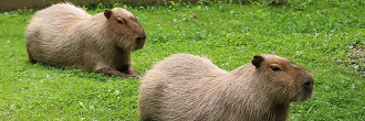 Two brown, dark-eyed adult capybaras cool off in their outdoor pool at High Park Zoo. Capybaras resemble large guinea pigs, or large beavers without tails, and can grow to about 130 centimeters long. They can sleep in water, with their noses poking above the surface.