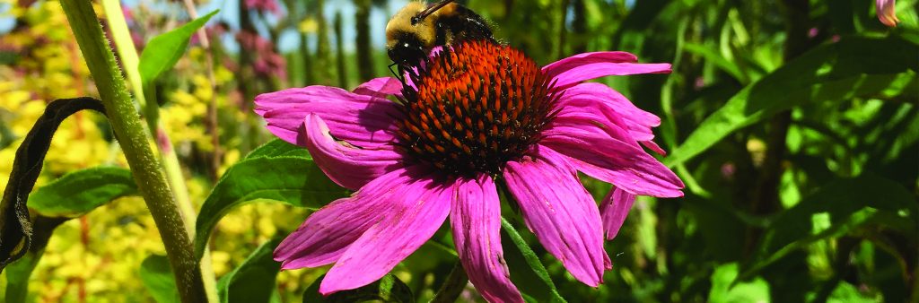 Bumble bee sitting on a purple flower