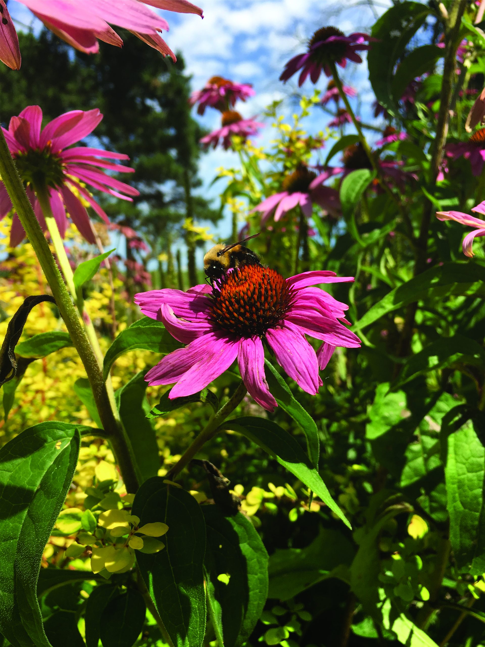 How to Help Wild Bees & Other Native Pollinators City of Toronto