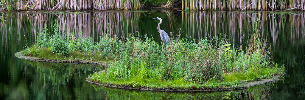 A great blue heron sitting on a small island in a pond.