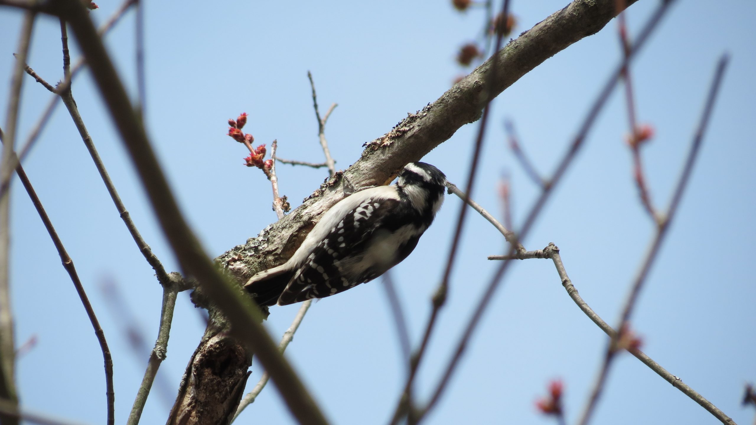 A downy woodpecker, with black and white markings, on a branch hunting for insects in Taylor Creek Park.