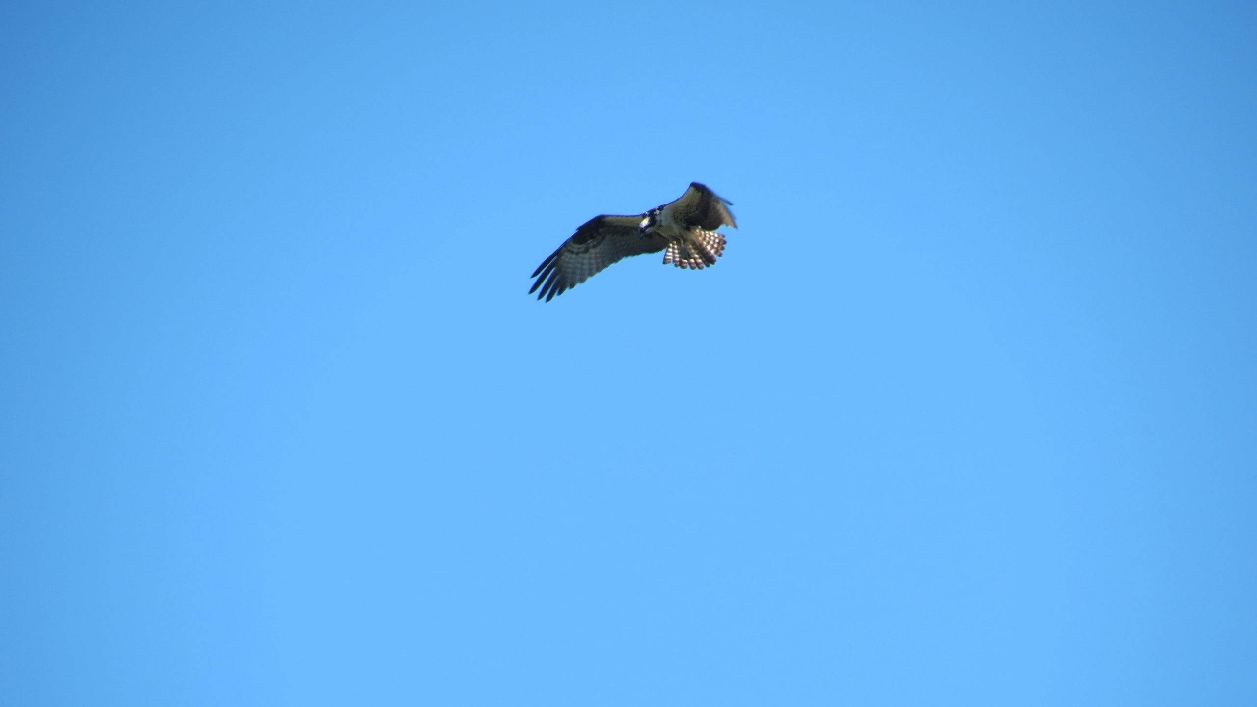 A flying osprey in Guildwood Park.