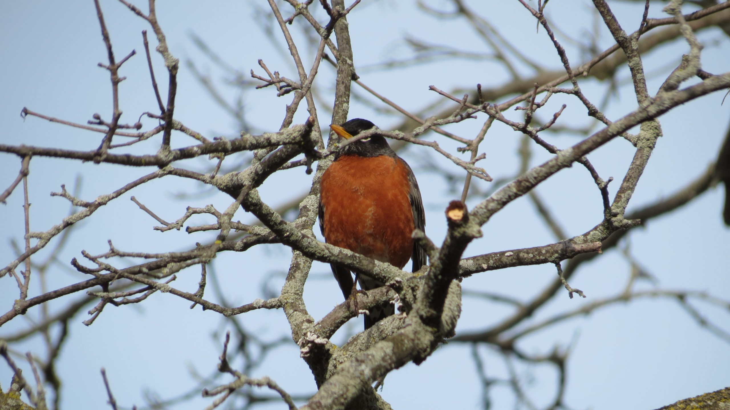 An American robin with a bold red chest and black plumage in a tree at Taylor Creek Park.