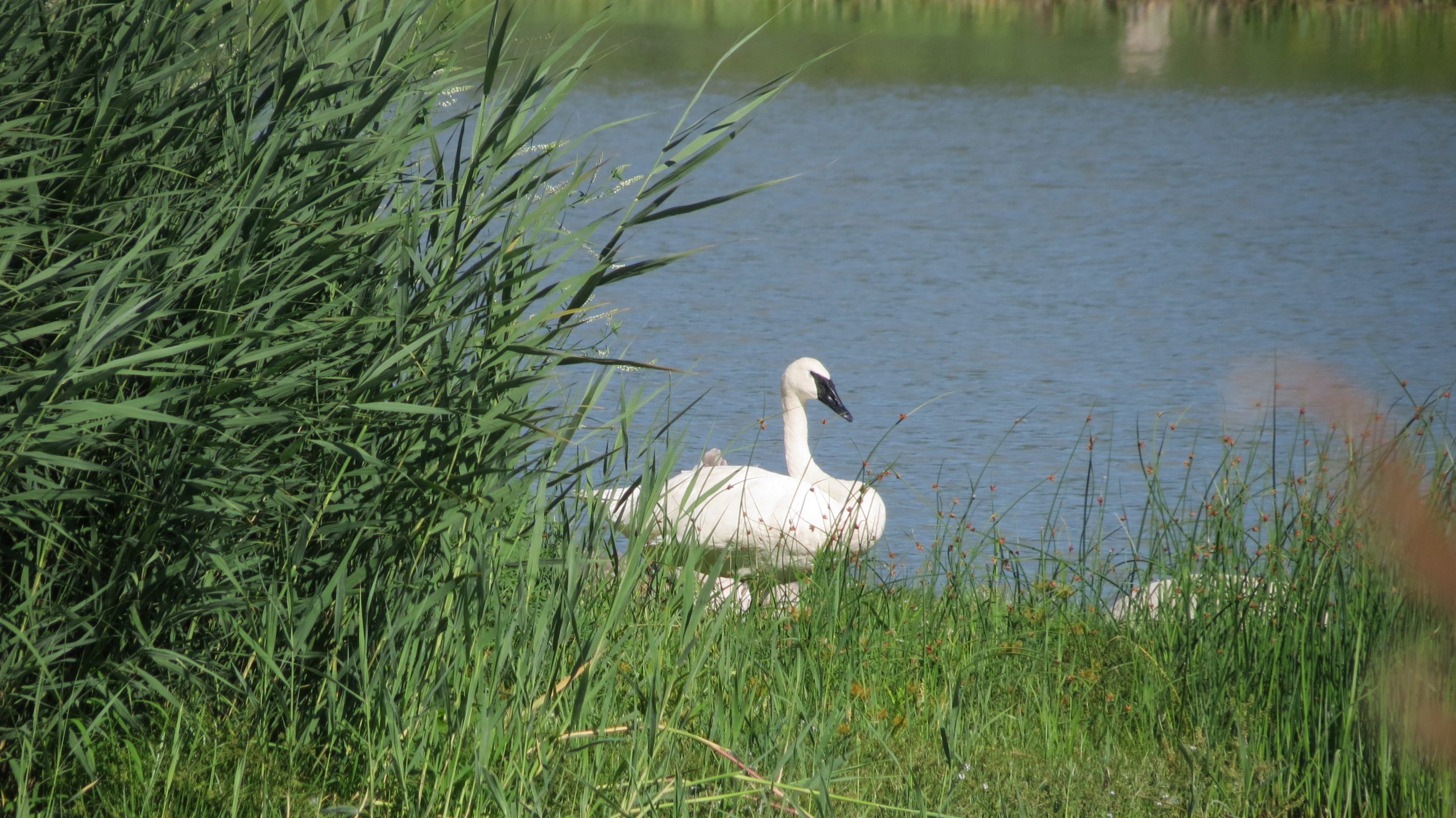 A trumpeter swan with white plumage and an all-black beak near the water at Tommy Thompson Park.