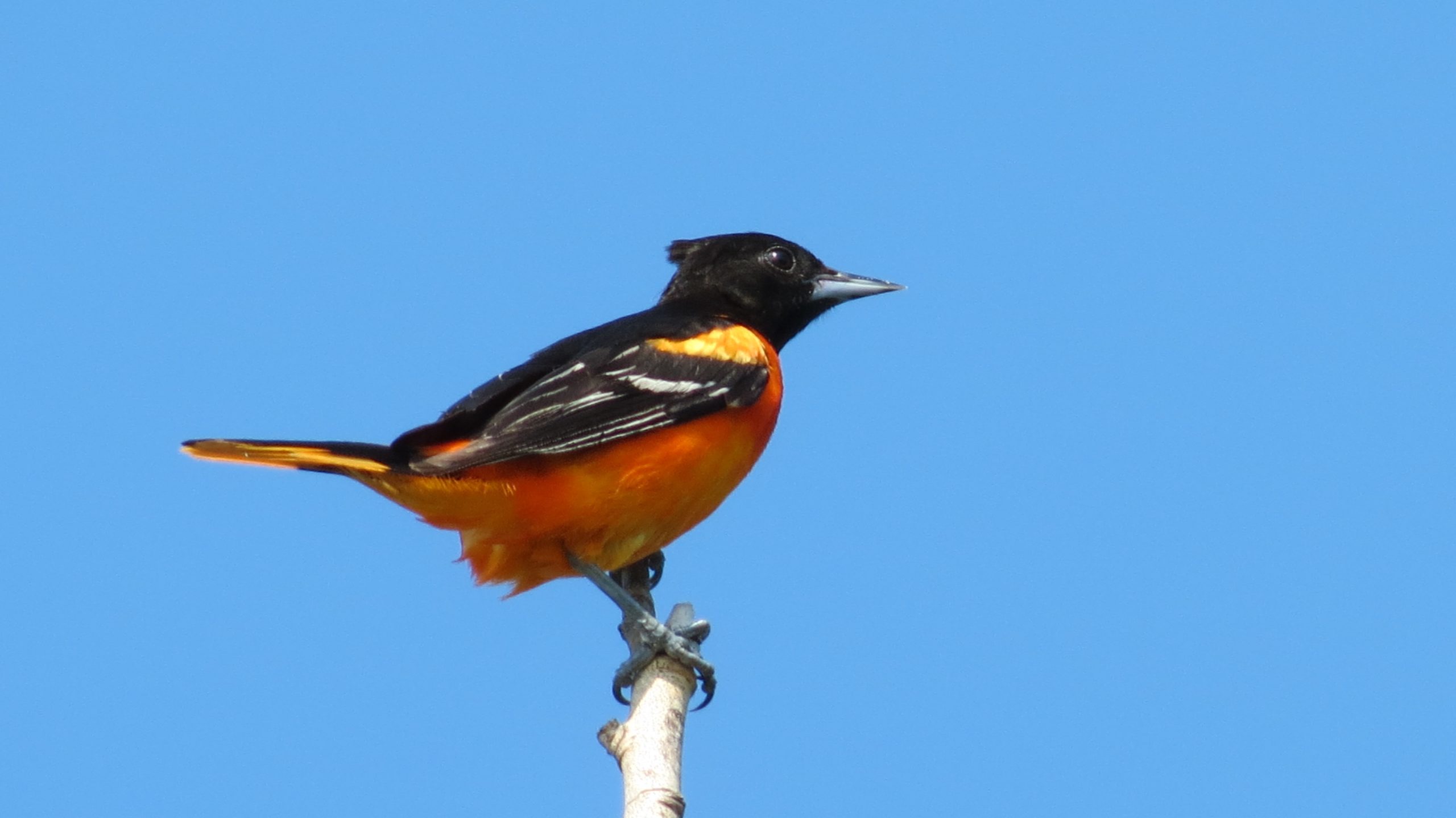A Baltimore oriole, predominantly orange with black markings, perches on a branch in Tommy Thompson Park.