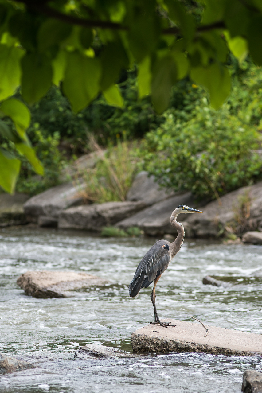 A great blue heron standing on a rock in the Don River in the East Don Parkland.