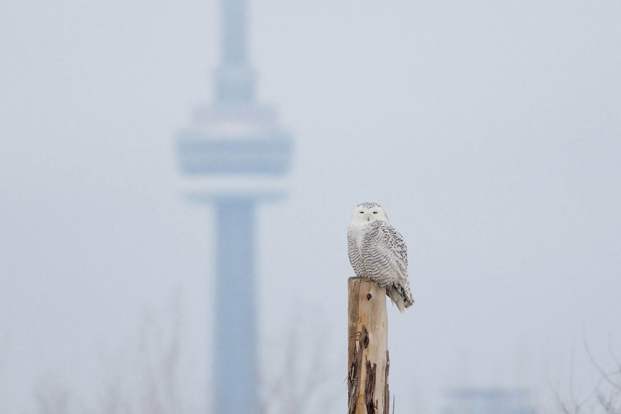 A snowy owl perched on a tree trunk with the CN Tower in the background at Tommy Thompson Park.
