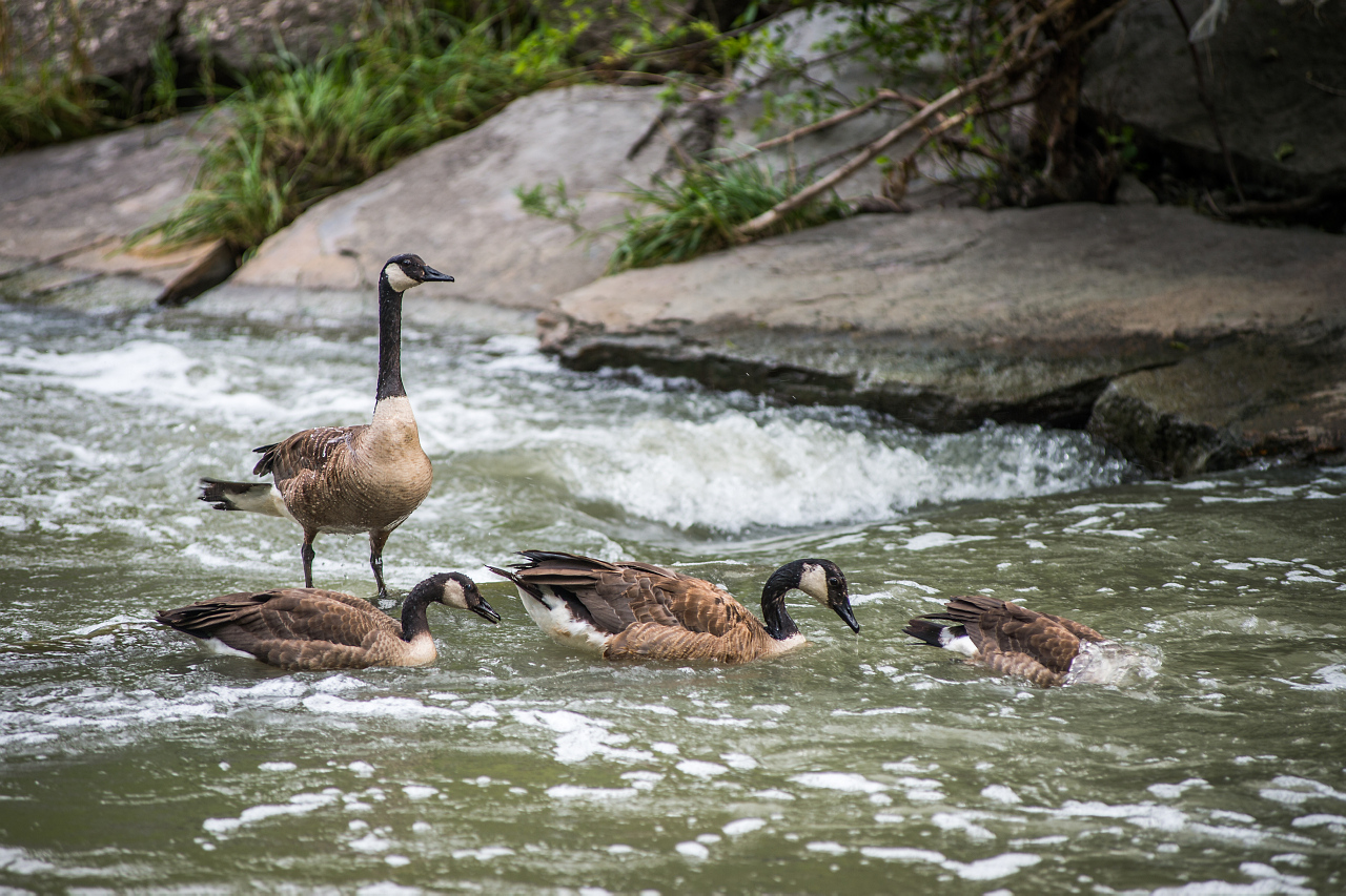 Four Canada geese in the Don River in the East Don Parkland.