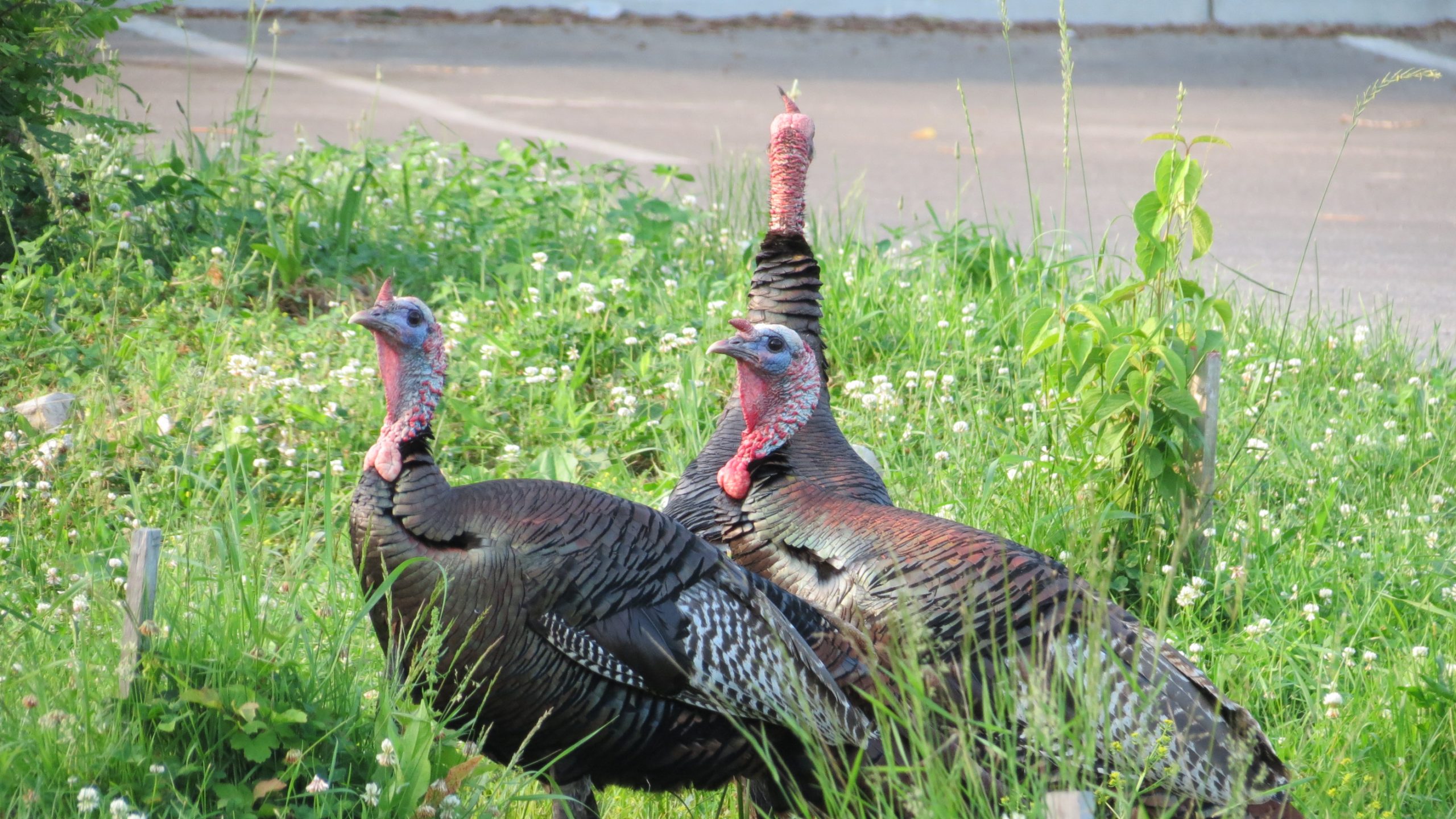 Three wild turkeys by the side of the road in Colonel Danforth Park.