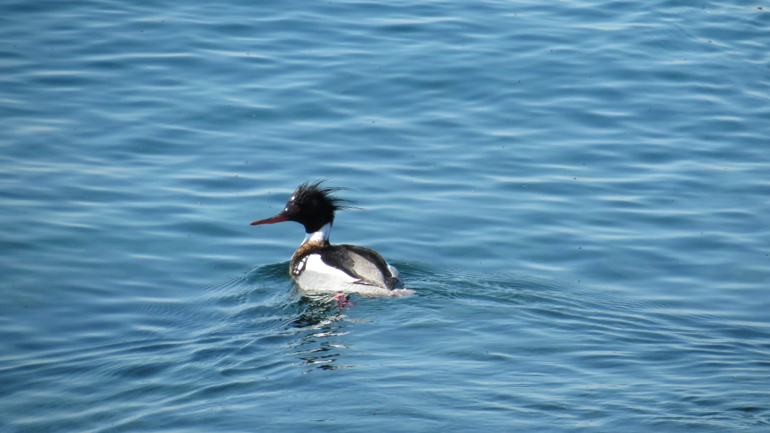 Red-breasted merganser, predominately white and black with a shaggy crest of feathers gives the head, in Lake Ontario at Colonel Sam Smith Park.