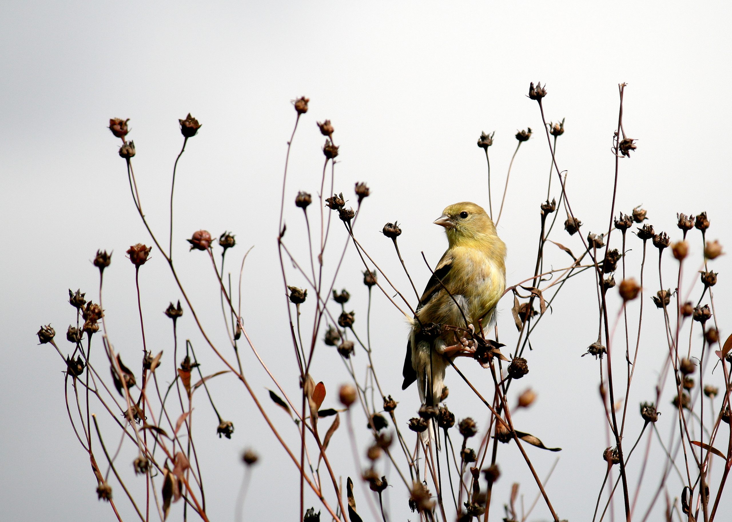 An American goldfinch, predominantly yellow with black markings, in Edward Gardens perched on a plant.