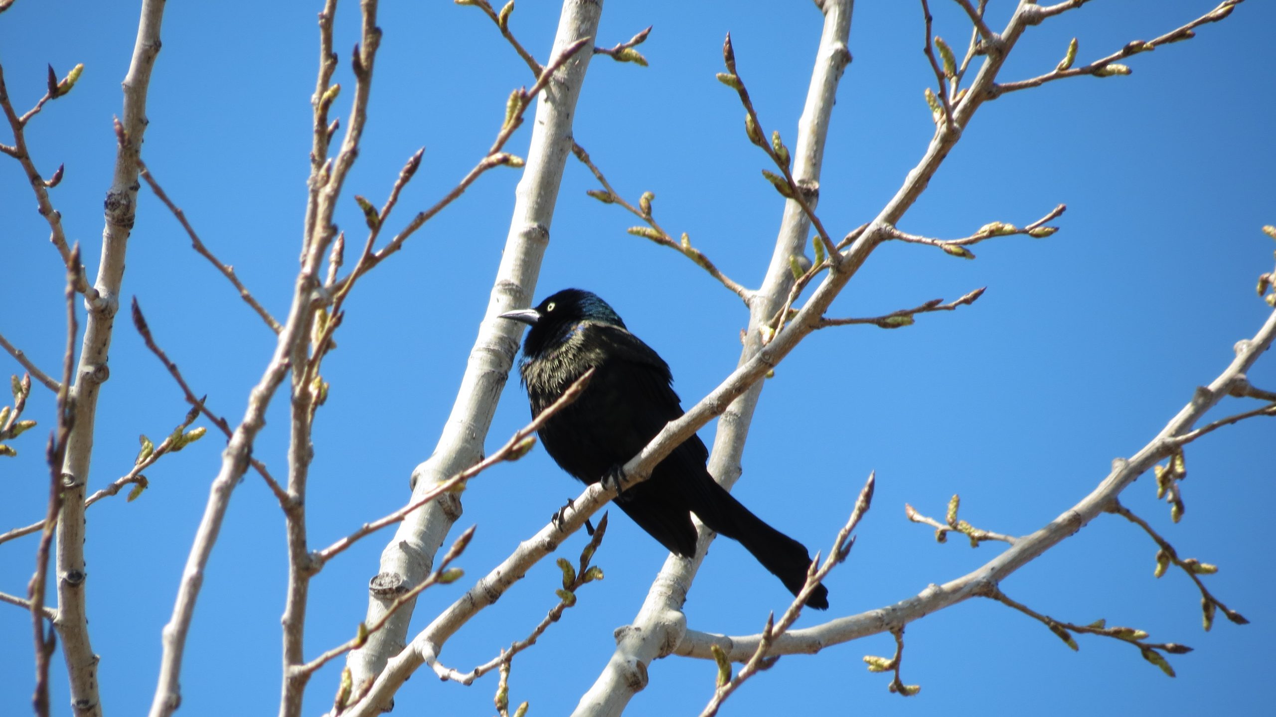 A common grackle with glossy black-iridescent plumage and bright yellow eye in Colonel Sam Smith Park.