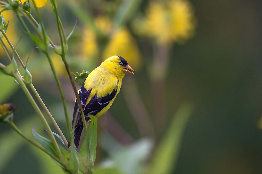 An American goldfinch, predominantly yellow with black markings, perches on a branch in the Don Valley Brick Works Park.