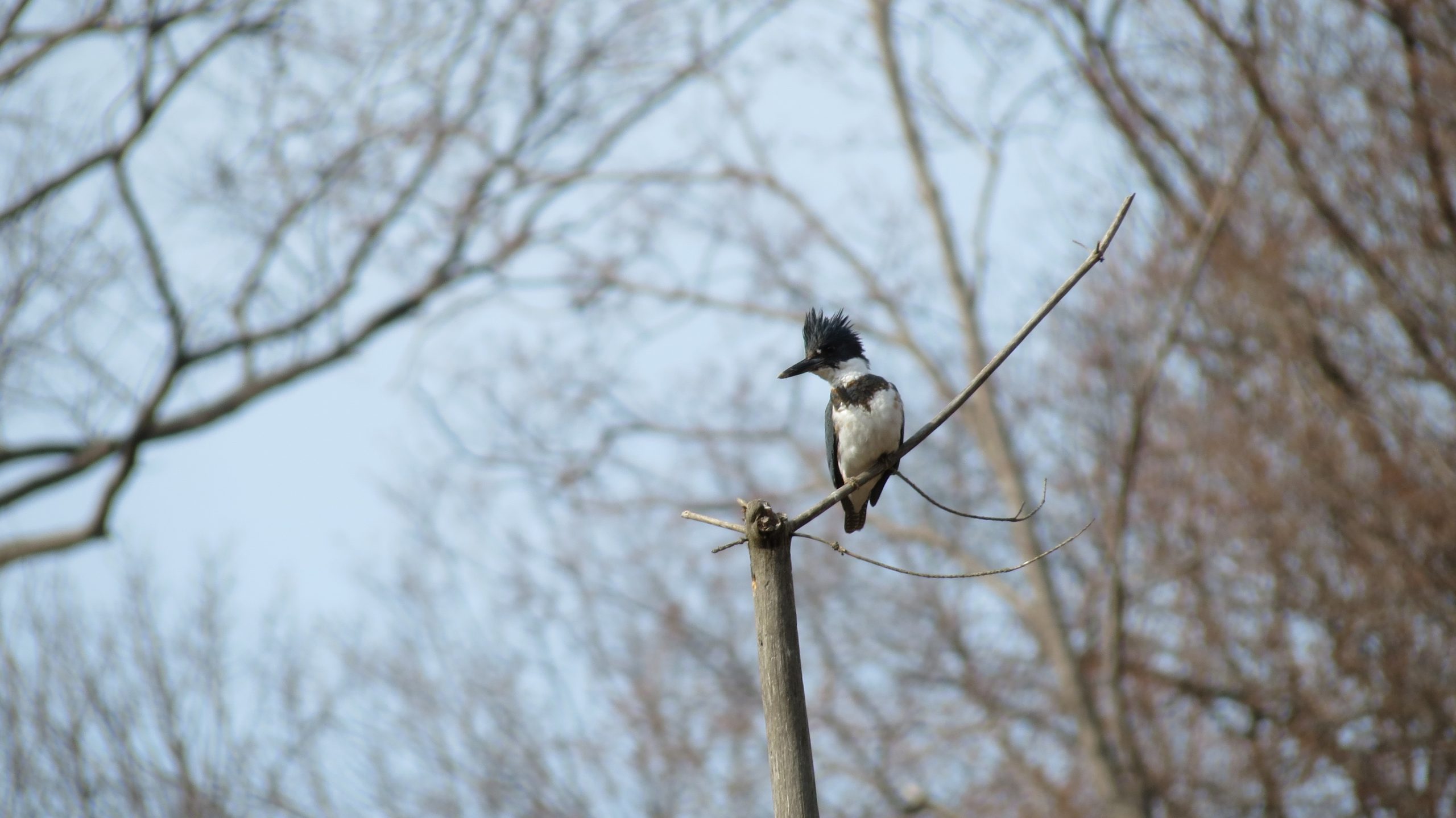 A belted kingfisher, with predominately black and white markings and a shaggy crest on its head, perched on a branch in Taylor Creek Park.
