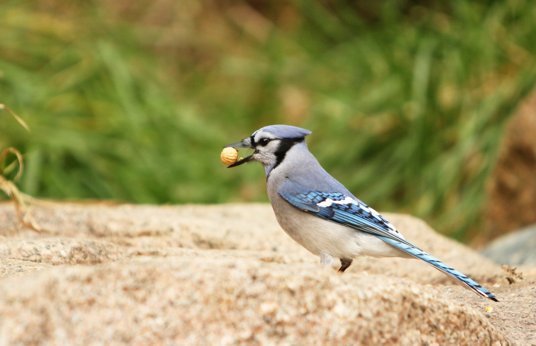 A blue jay, predominantly blue and white, with black and white markings, stands on a rock with a peanut in its beak.