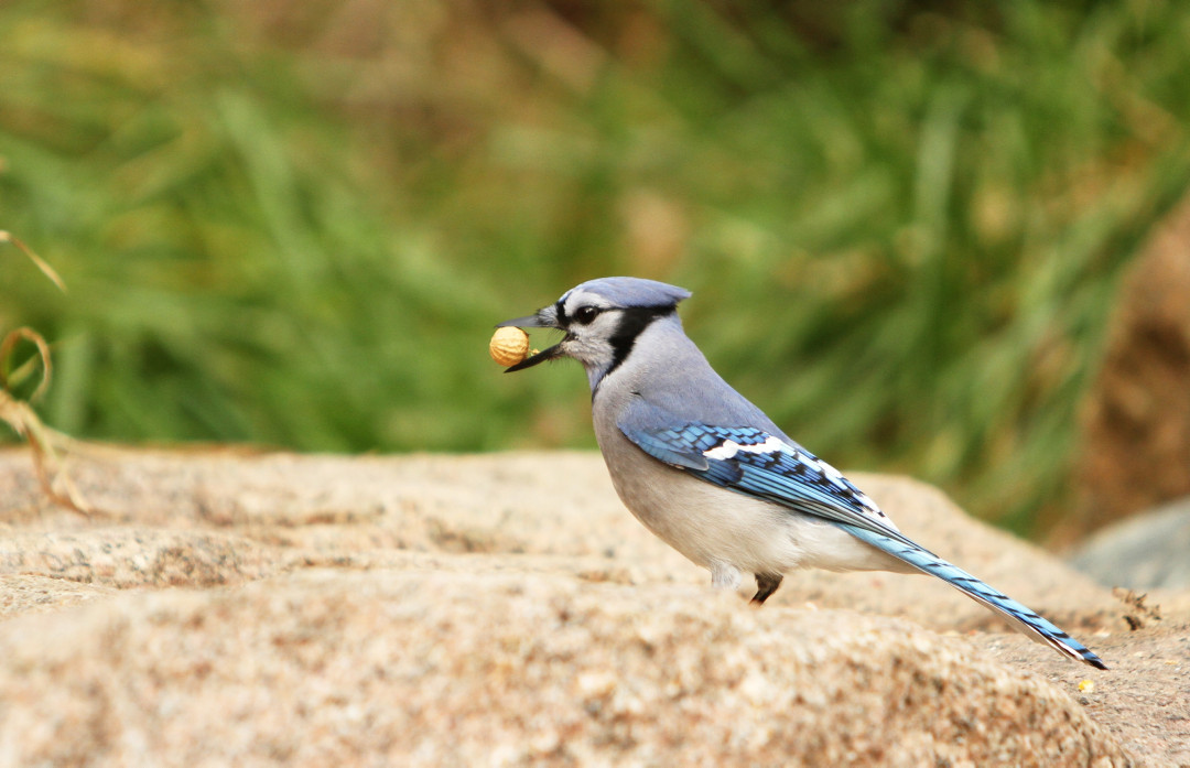 A blue jay, predominantly blue and white, with black and white markings, stands on a rock with a peanut in its beak.