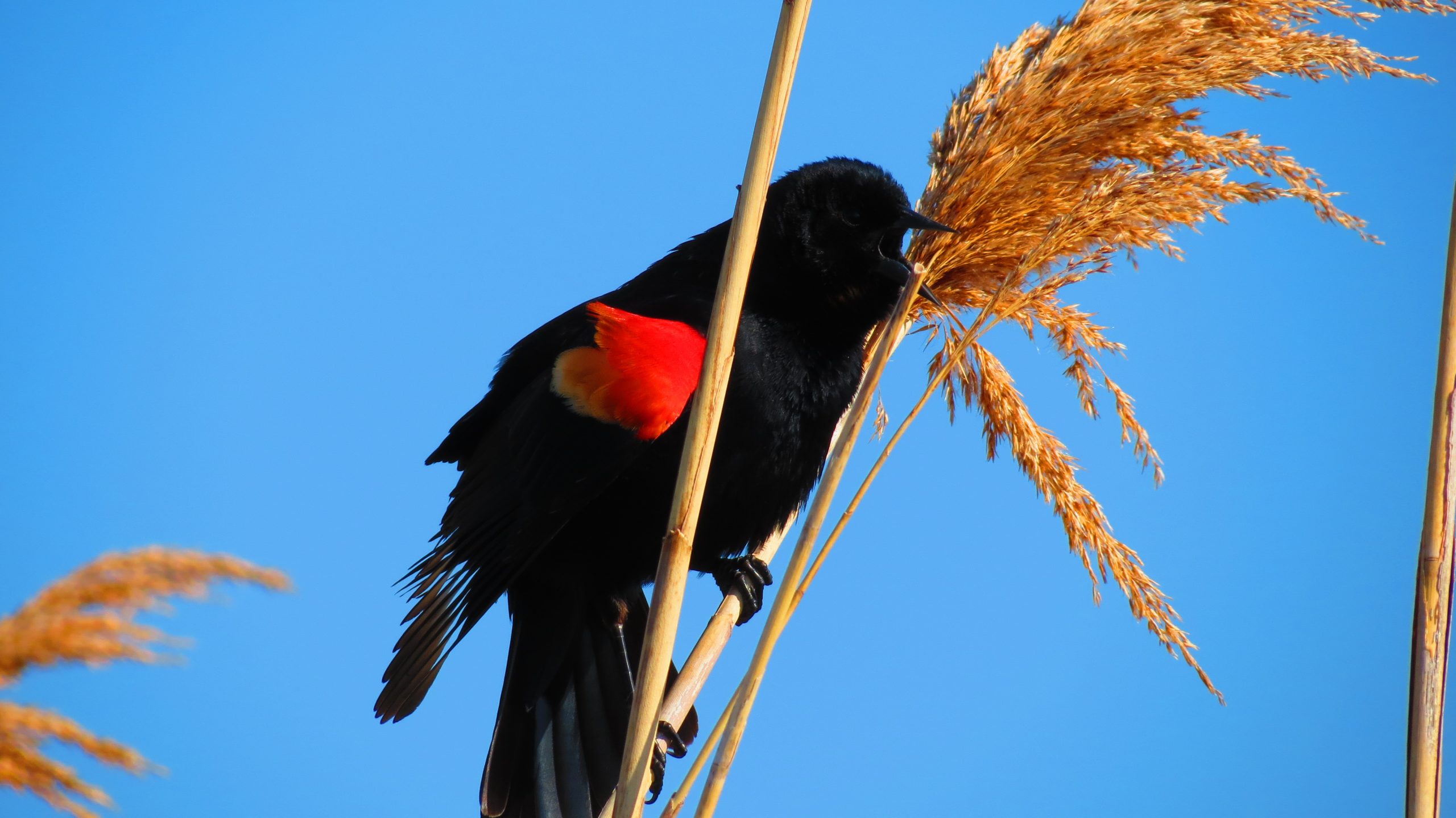 A puffed up red-winged blackbird calling from his perch in common reeds at the Don Valley Brick Works Park.