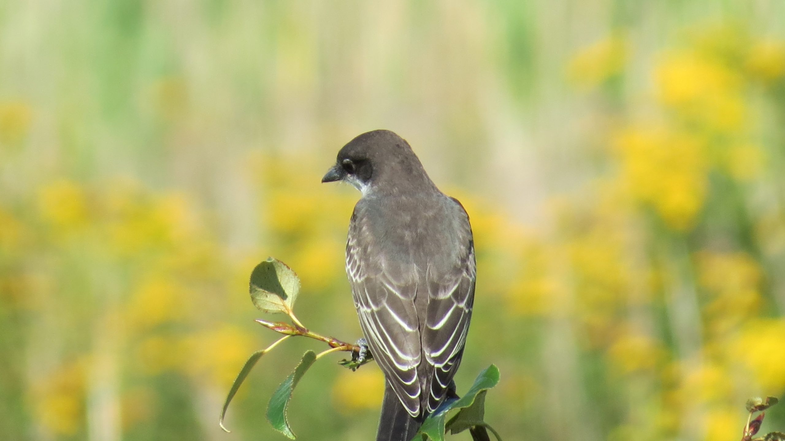 An Eastern kingbird from the back with gray plumage and conspicuous white stripes on wing feathers, perched on a plant in Tommy Thompson Park.