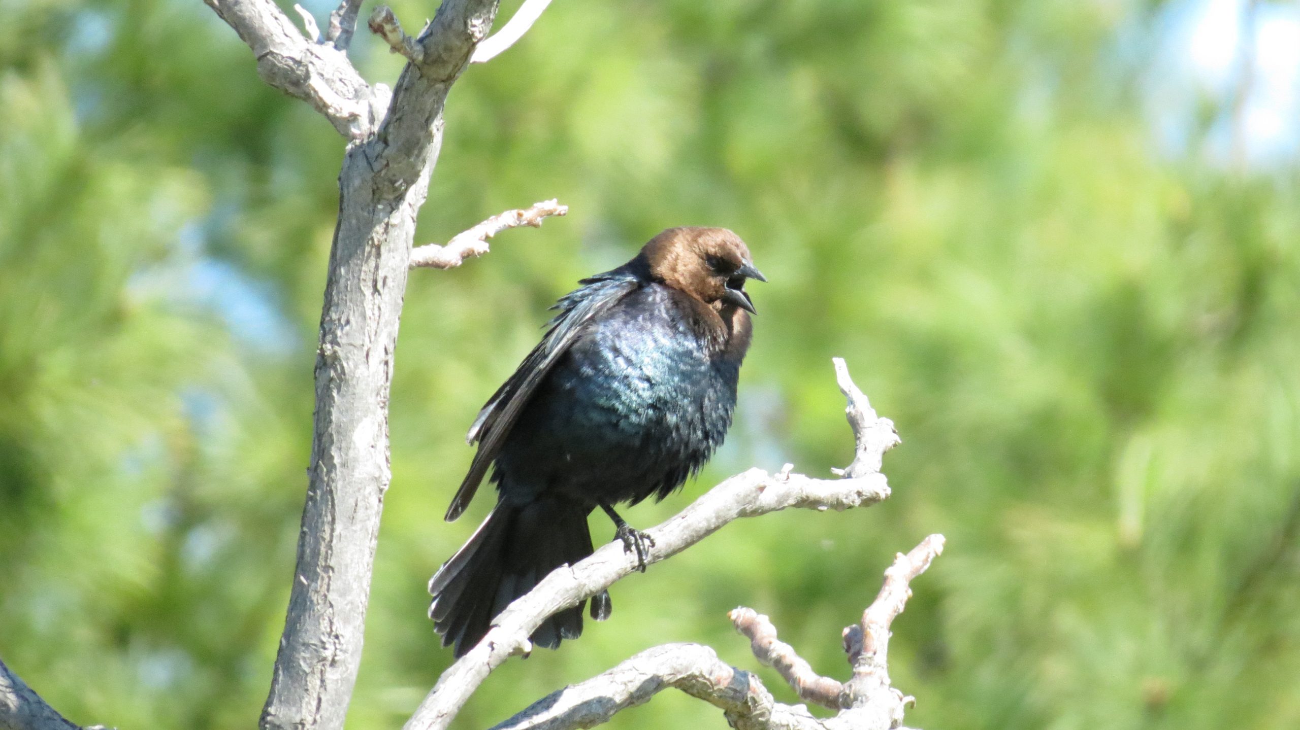 A male cowbird with glossy black plumage and a chocolate brown head perched on a branch in Colonel Sam Smith Park