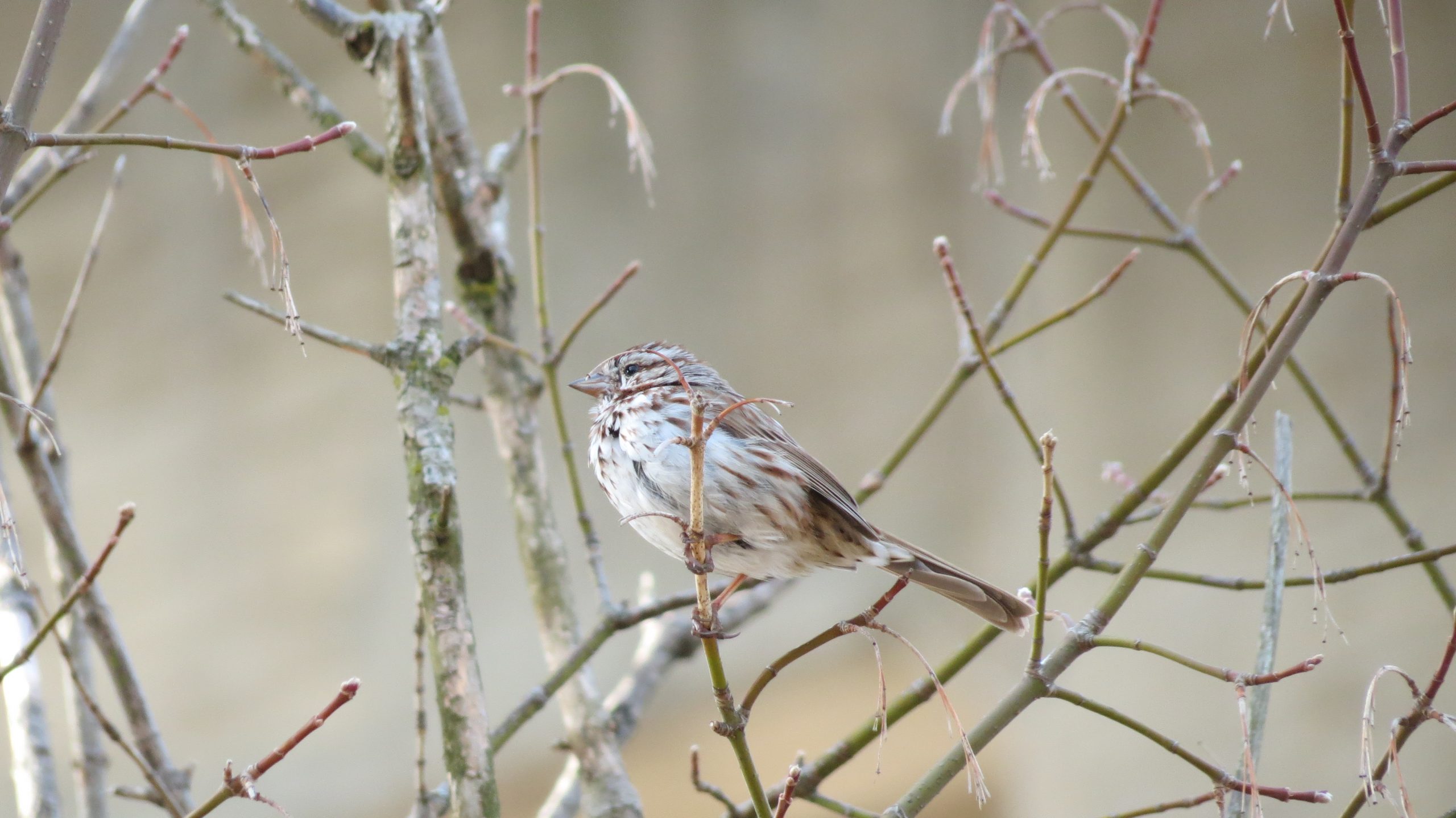 A song sparrow, with rich, russet-and-gray markings and bold streaks down its white chest, in a tree at Taylor Creek Park.