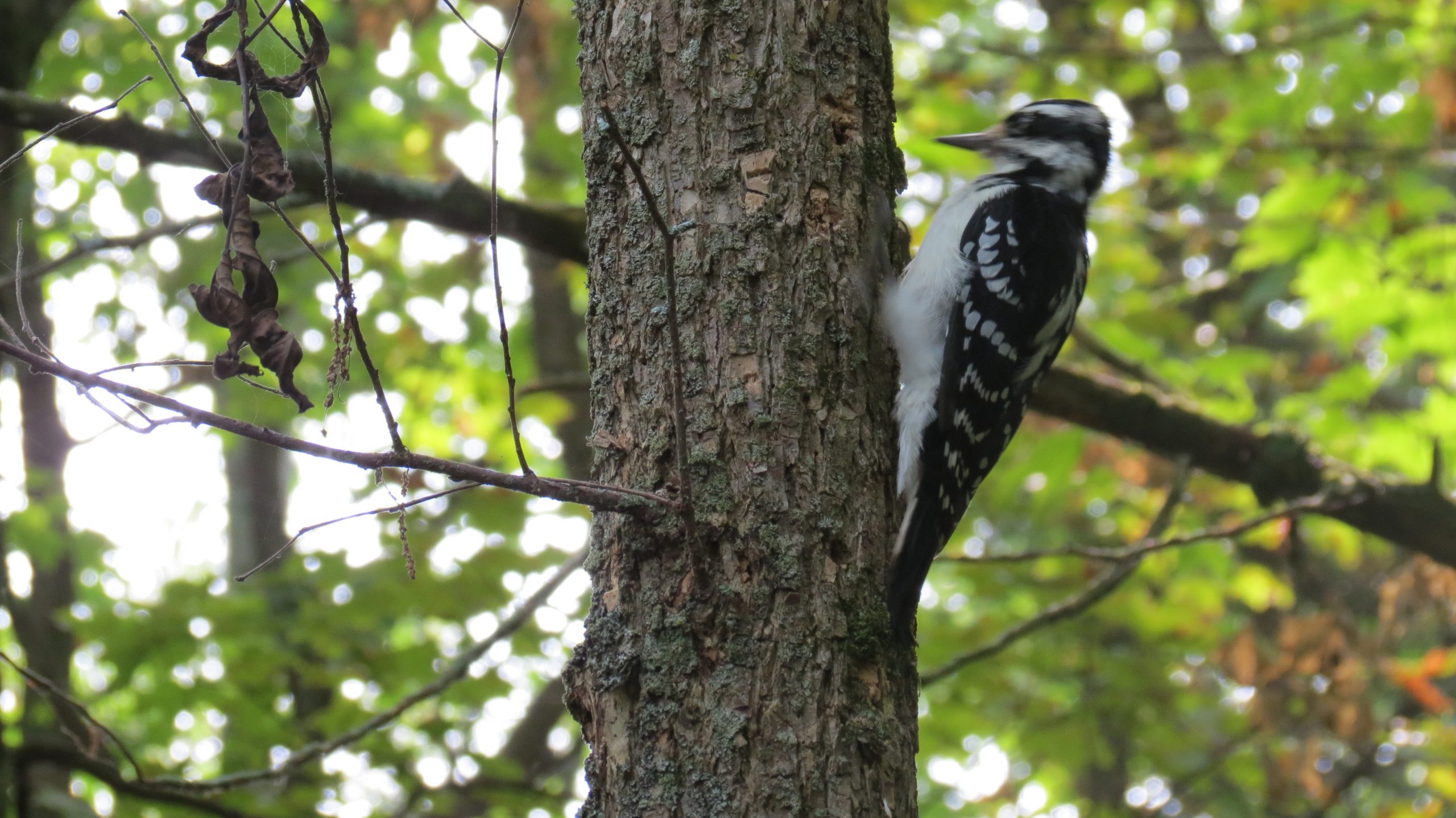 A hairy woodpecker, with black and white markings, on a tree hunting for insects in Taylor Creek Park.