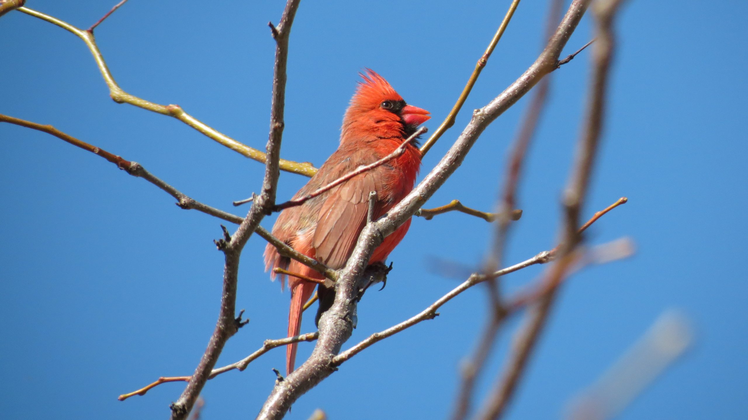 A male northern Cardinal with bright red plumage and black head markings perched on a branch in the Don Valley Brick Works Park.