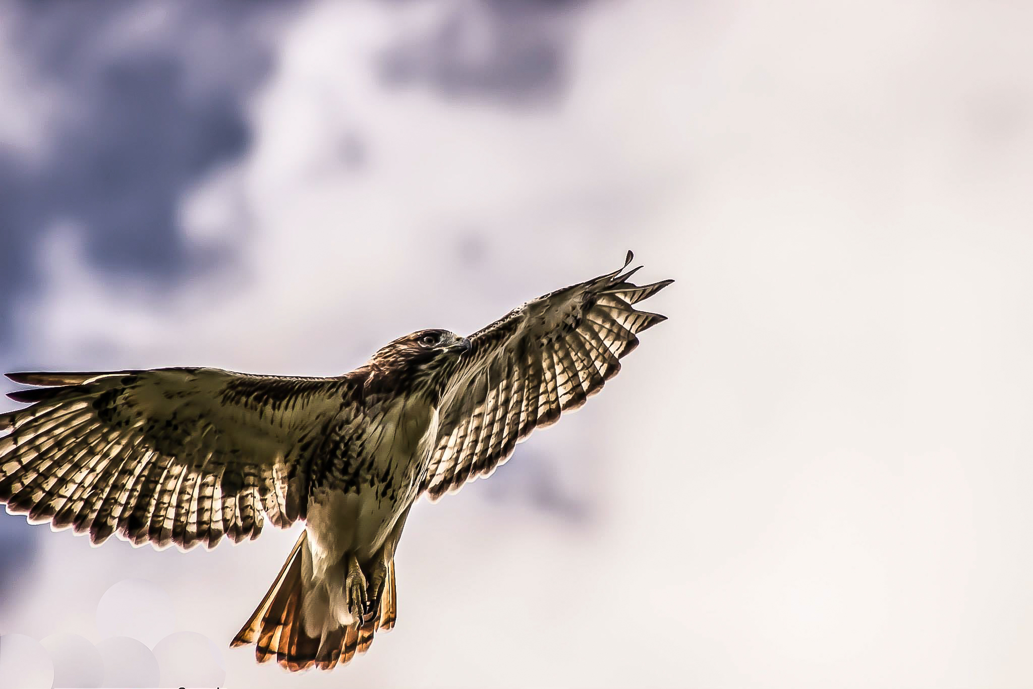 Red-tailed hawk soaring over Scarborough.