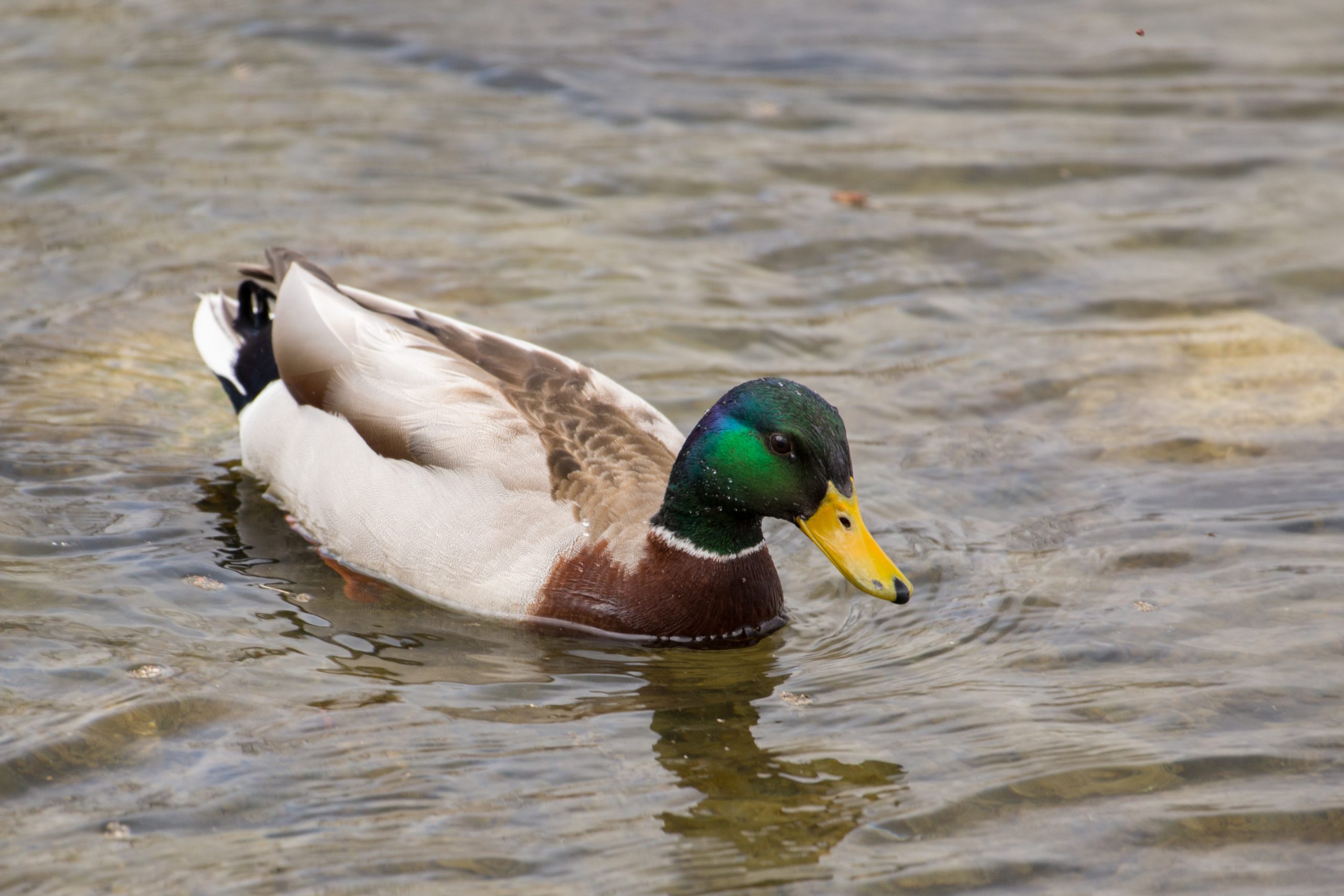 Male mallard swimming in Amos Waites Park. It has a brown breast and green head with yellow bill.