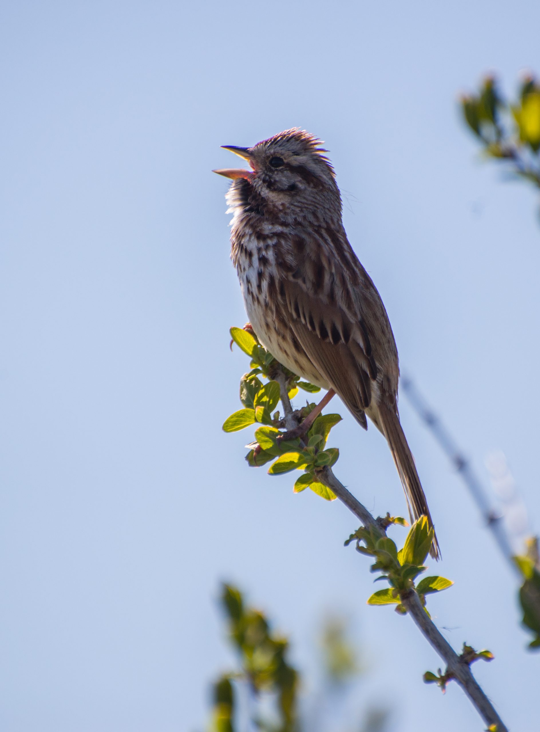 Song sparrow singing on a tree branch in Colonel Sam Smith Park.