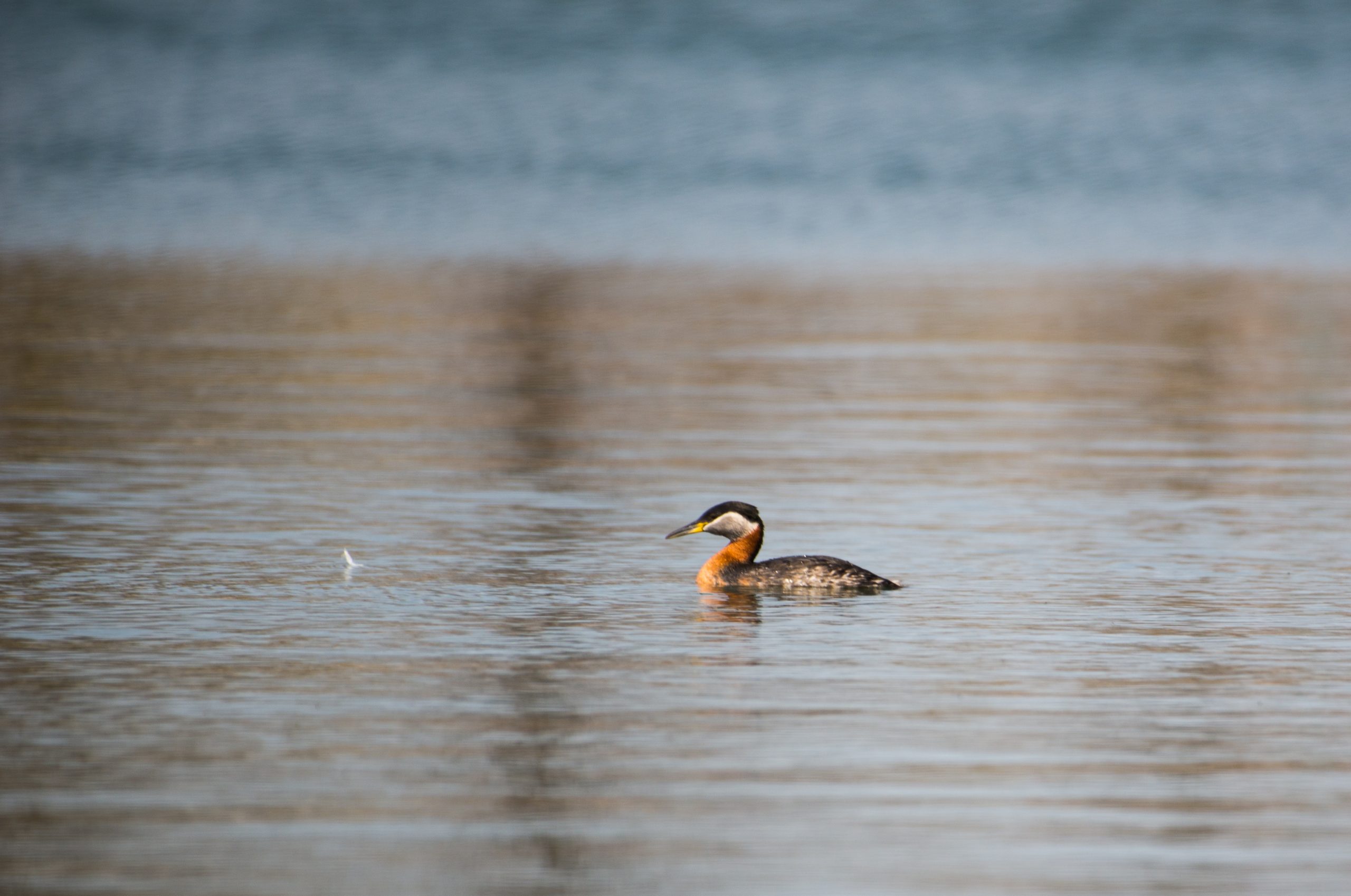 Red-necked Grebe, with red and white head and reddish orange neck, swimming in Lake Ontario in Colonel Sam Smith Park.