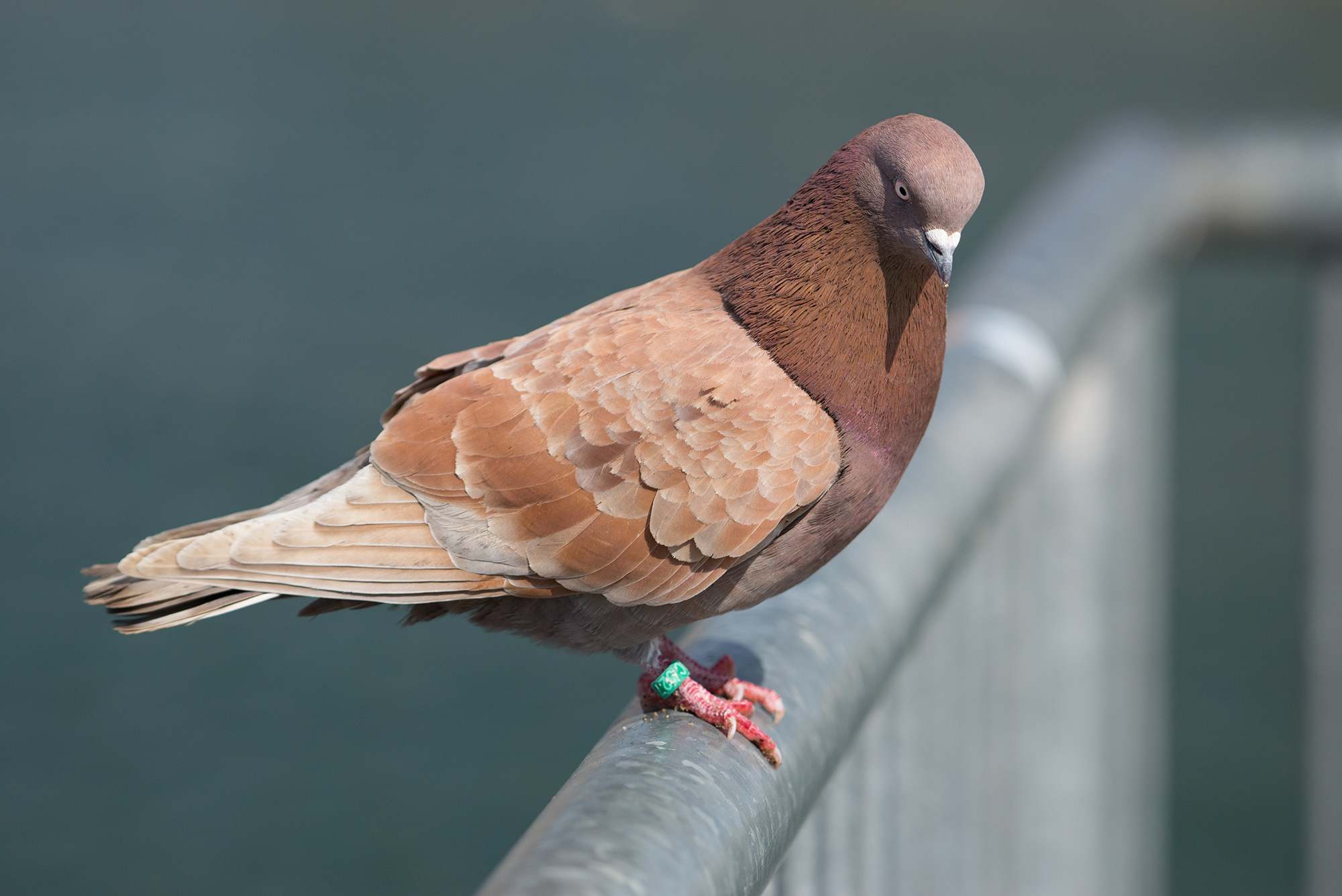 Rust coloured rock pigeon perched on a railing. It has a green identification band on one foot.