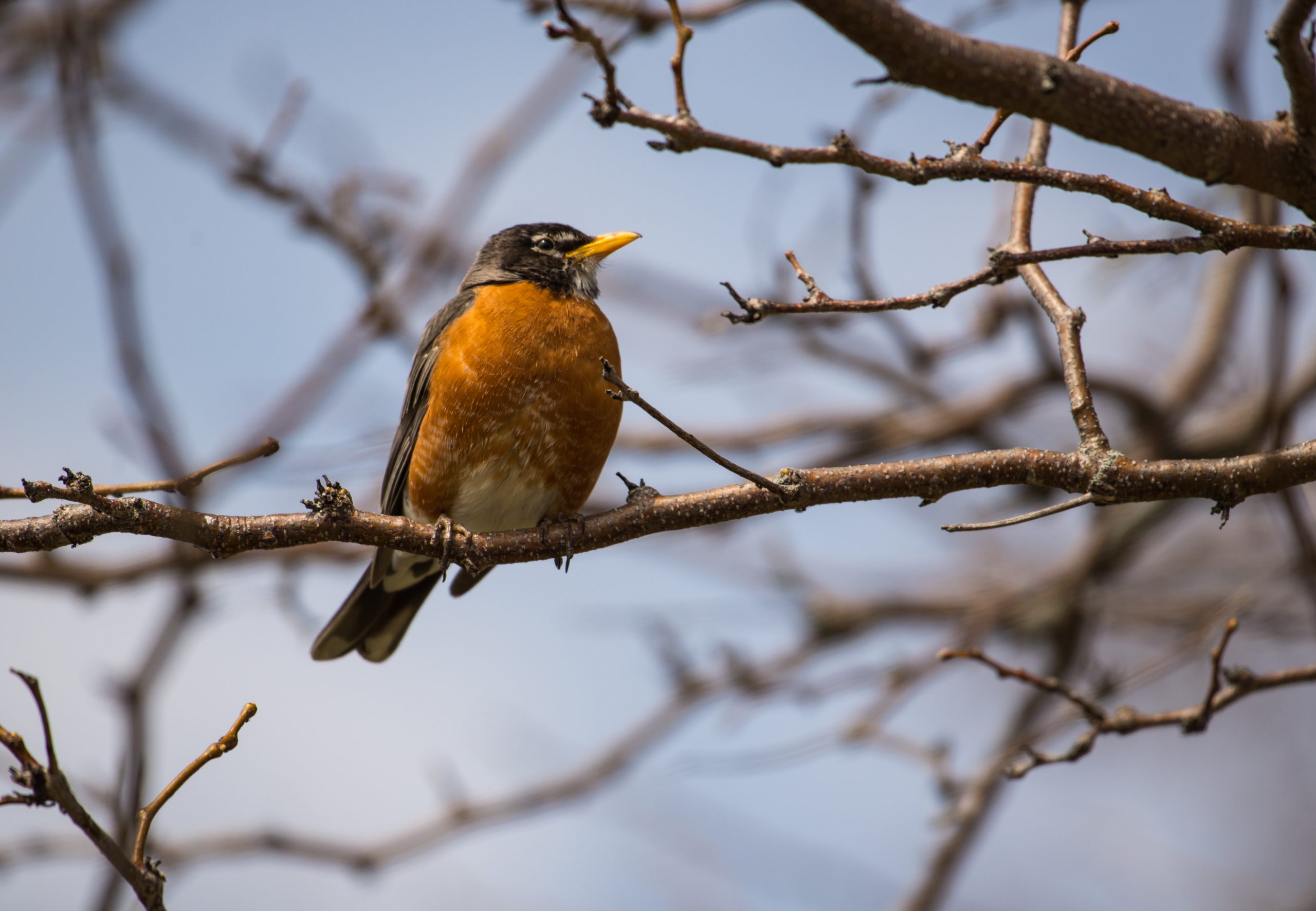 American robin perched on a branch in Colonel Sam Smith Park.