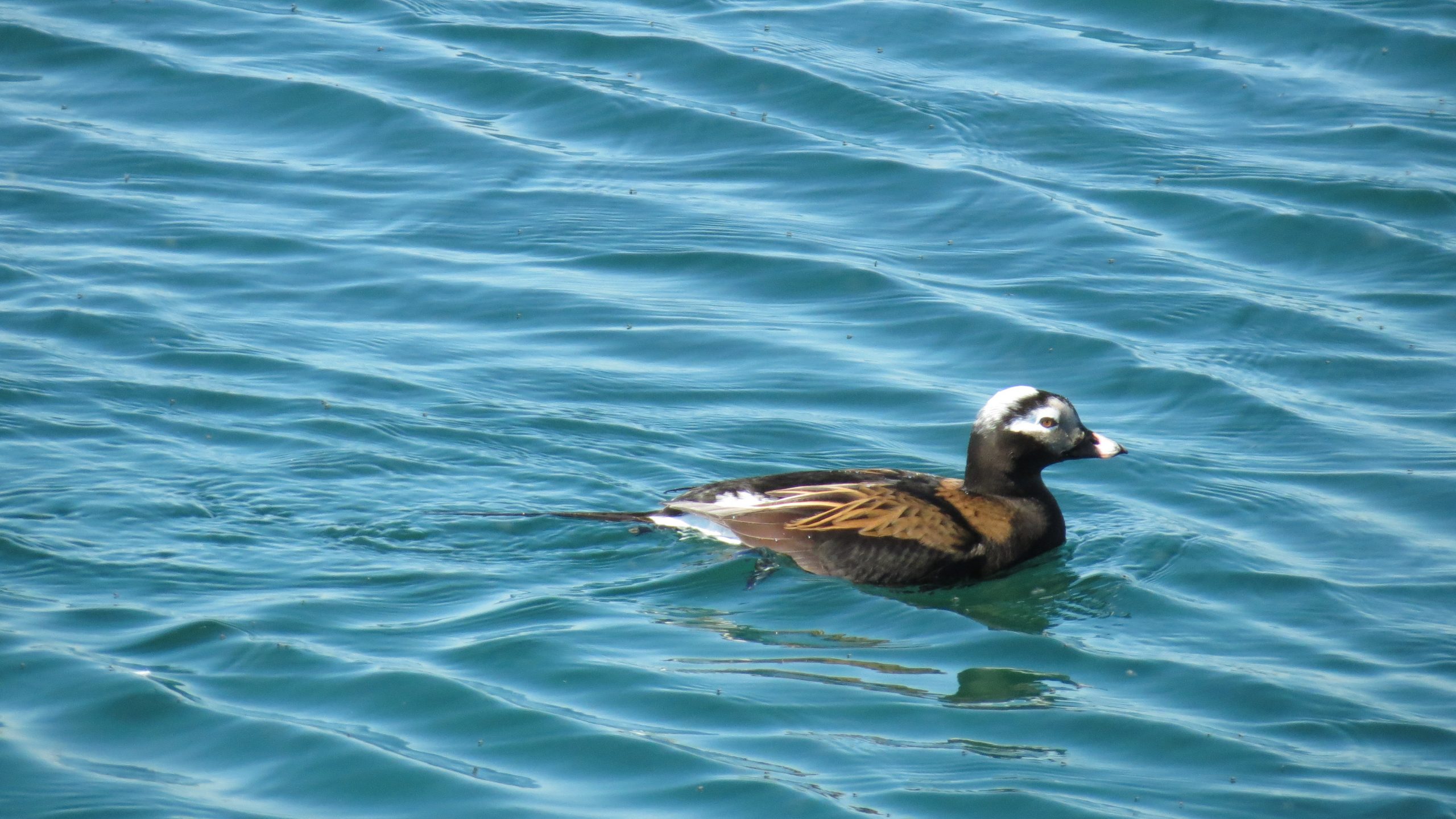 Long-tailed duck swimming in Lake Ontario in Colonel Sam Smith Park.