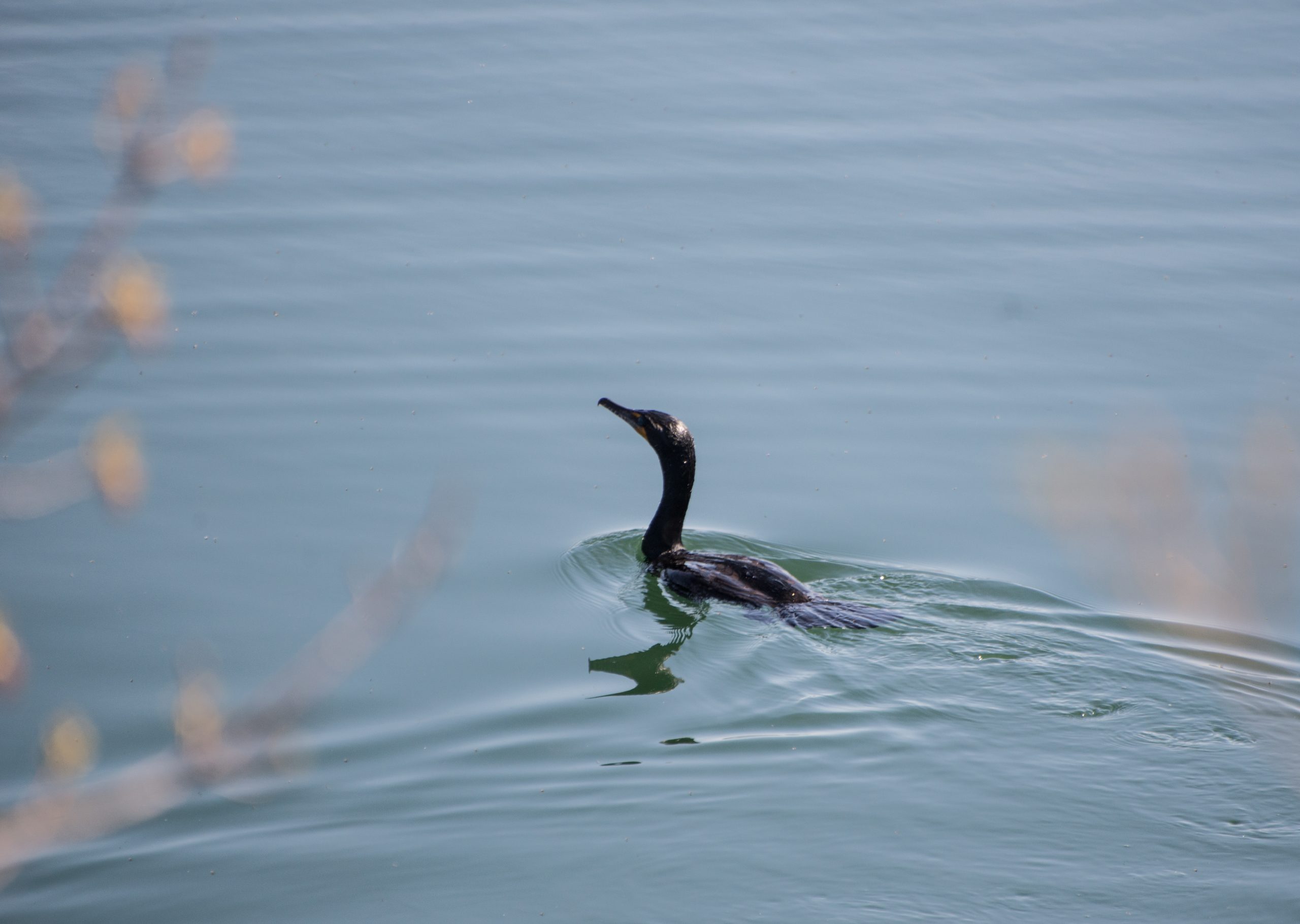 Double-crested cormorant swimming. It has dark colouring and a dark bill.