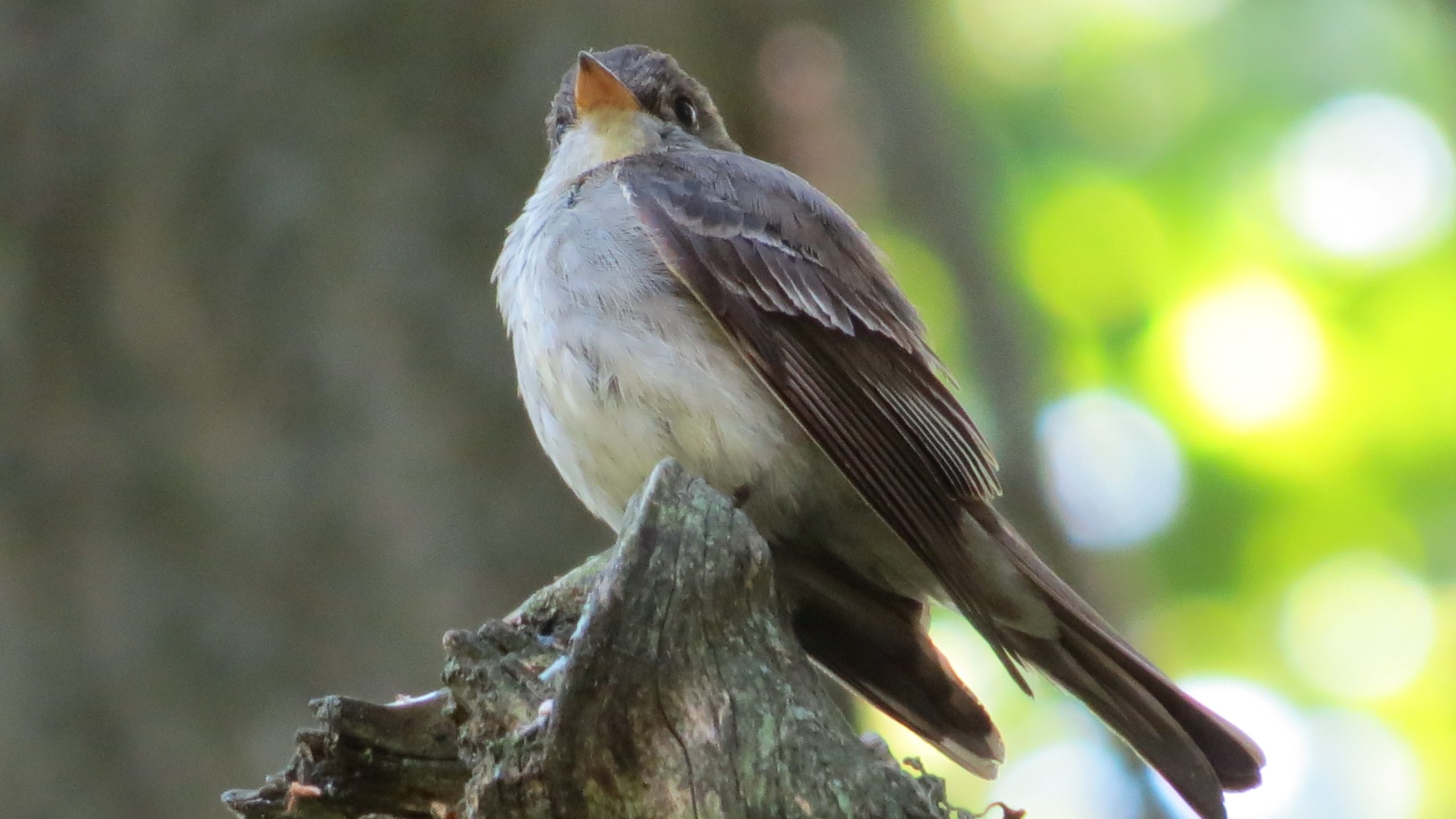 Eastern Wood-Pewee, white and grey, perches on a piece of wood in Tommy Thompson Park