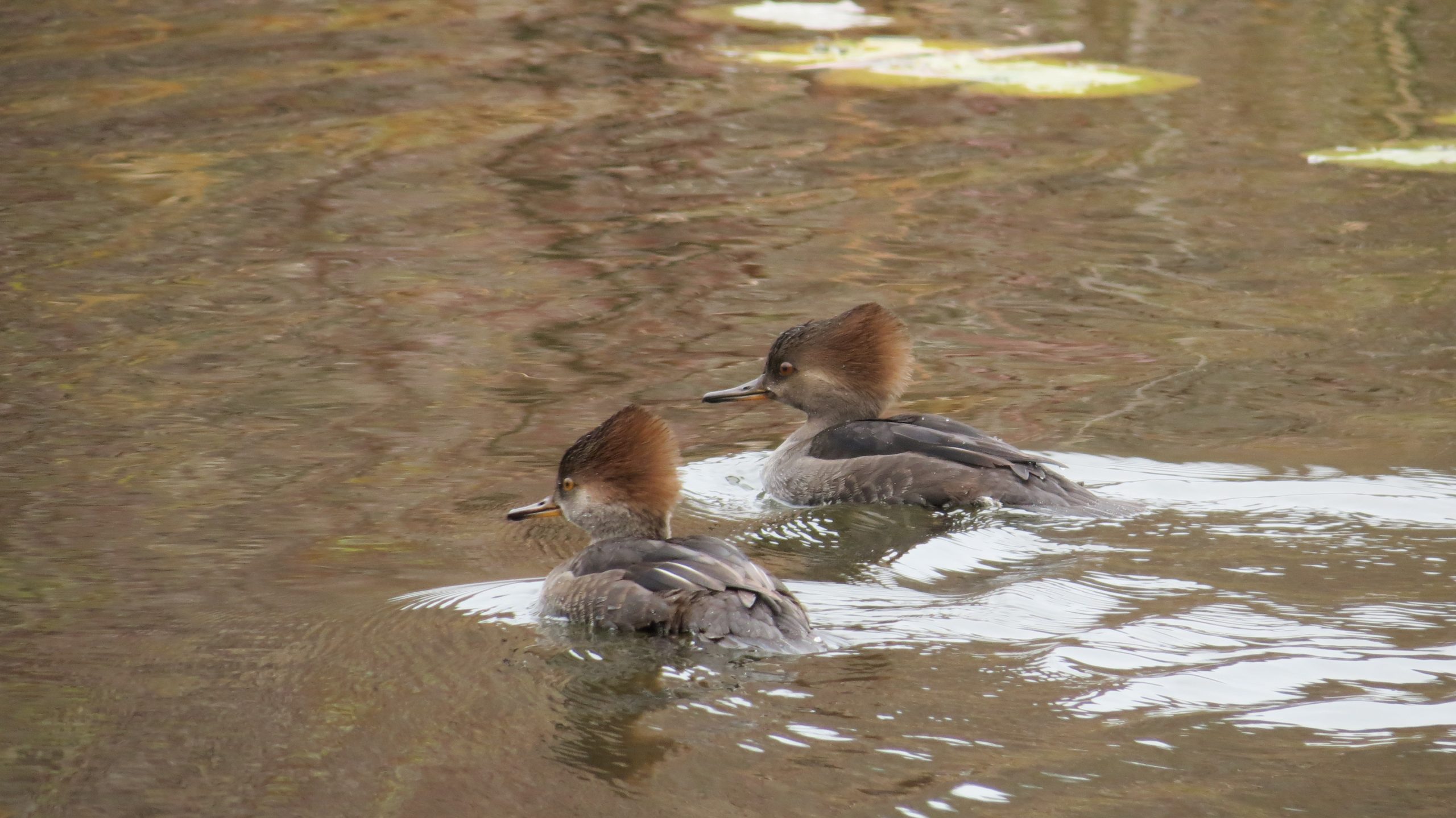 Two female hooded mergansers swimming in a pond at the Don Valley Brick Works Park.
