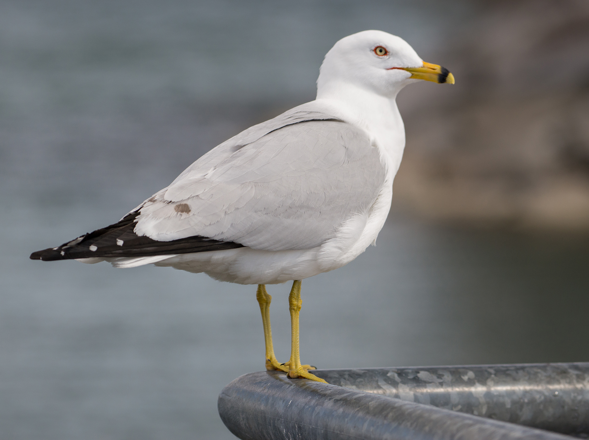 Grey and white ring-billed gull perched on a railing.